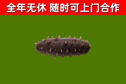 龙华区烟酒回收干海参.jpg